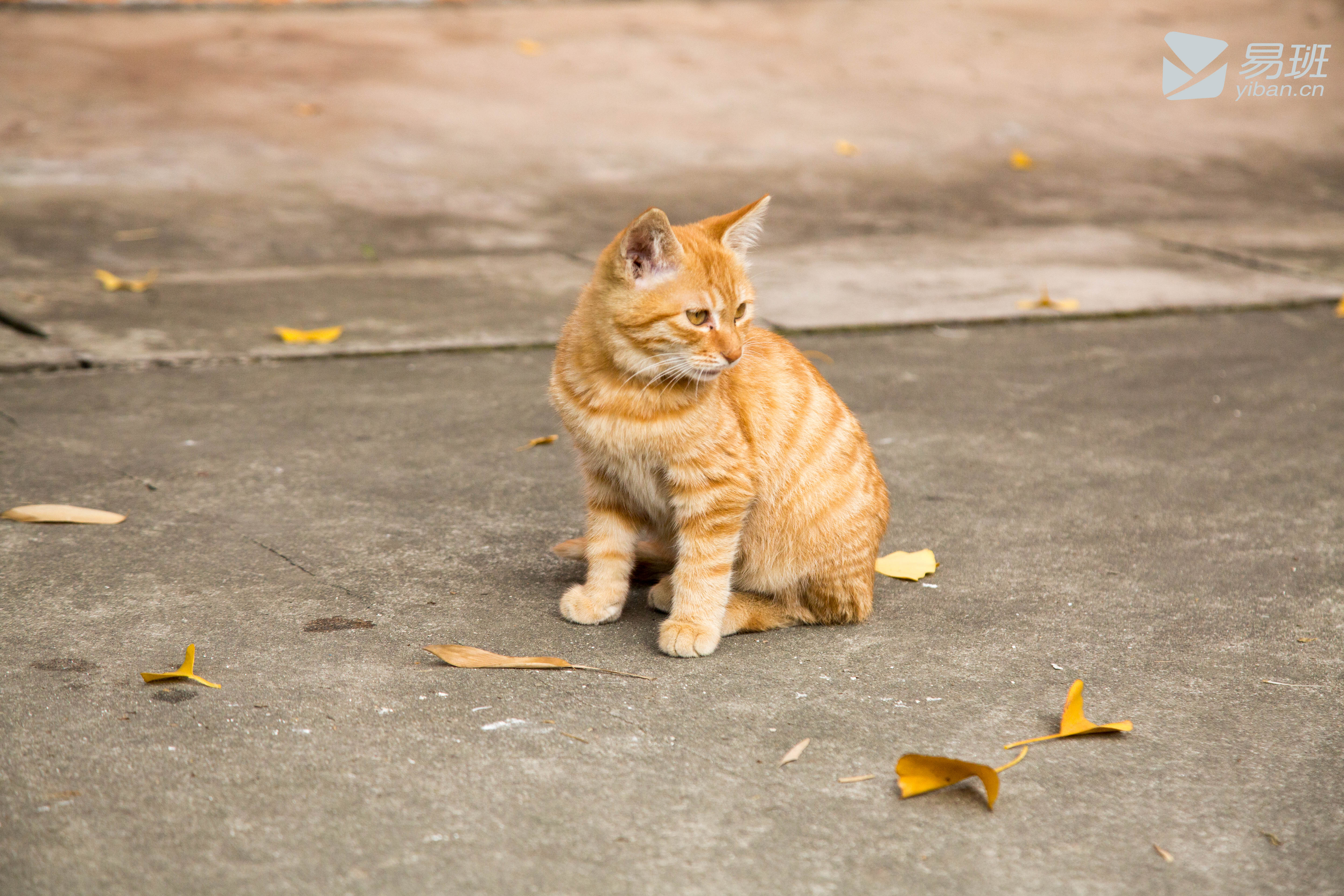 猫咪